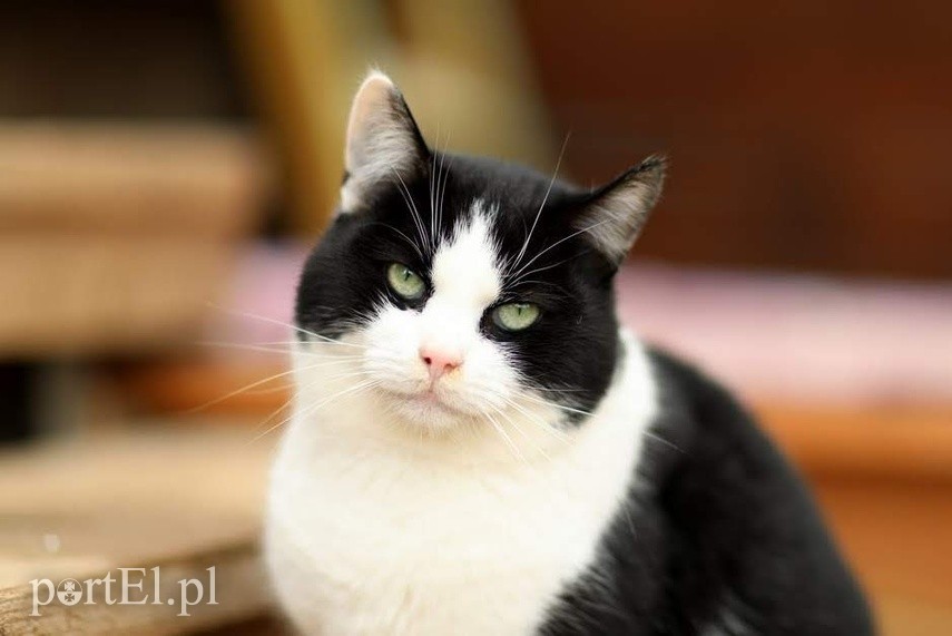 Elbląg Galeria pod psem i kotem - odcinek 115