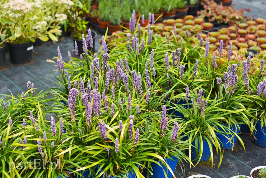 Przygotuj swój ogród na jesień zdjęcie nr 229817