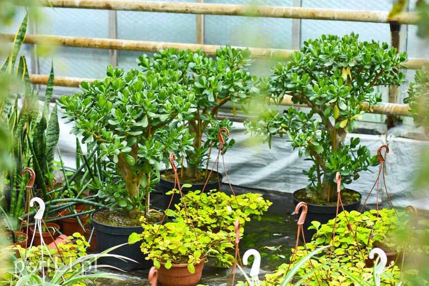 Przygotuj swój ogród na jesień zdjęcie nr 229802