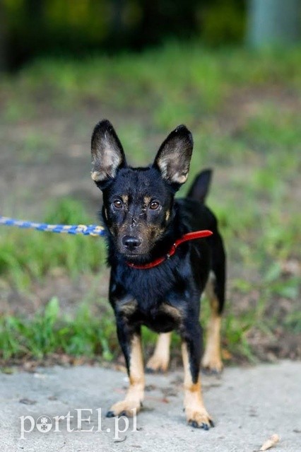 Elbląg Galeria pod psem i kotem - odcinek 117
