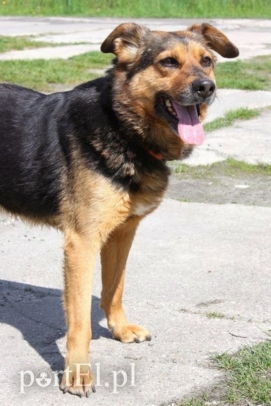 Elbląg Galeria pod psem i kotem - odcinek 118