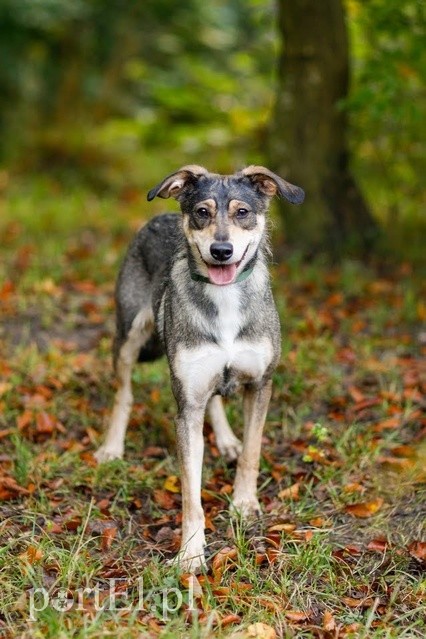 Elbląg Galeria pod psem i kotem - odcinek 121