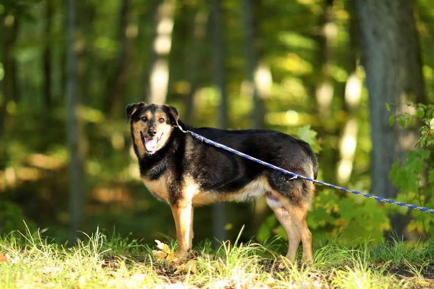 Elbląg Galeria pod psem i kotem - odcinek 122