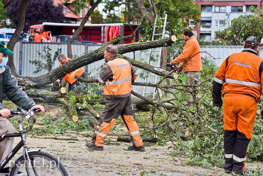 Wycinka drzew Kochanowskiego zdjęcie nr 231609