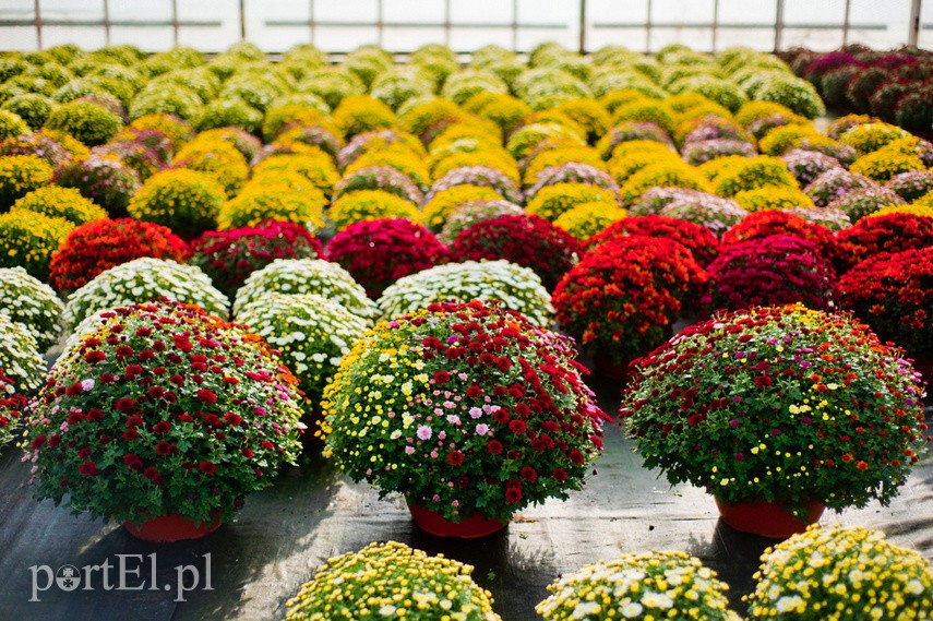 Kwiaty idealne, by wyrazić pamięć o bliskich zdjęcie nr 231793