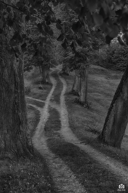 Gmina Godkowo w obiektywie. Jesienny plener „Tańcząc z kotami” zdjęcie nr 232200