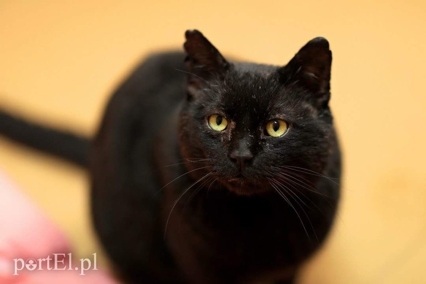 Elbląg Galeria pod psem i kotem - odcinek 125