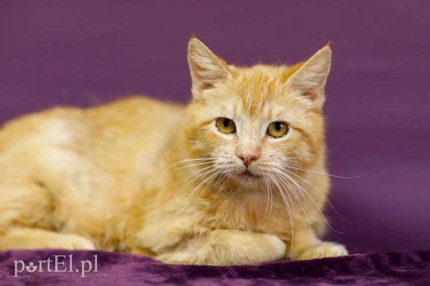 Elbląg Galeria pod psem i kotem - odcinek 126