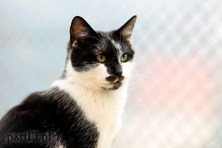 Elbląg Galeria pod psem i kotem - odcinek 127