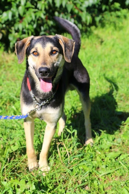 Elbląg Galeria pod psem i kotem - odcinek 128