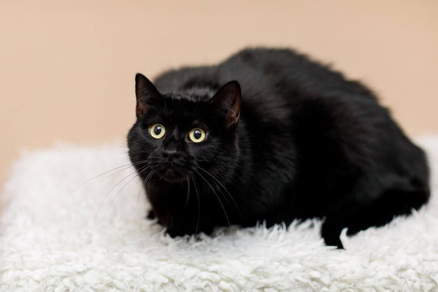 Elbląg Galeria pod psem i kotem - odcinek 130