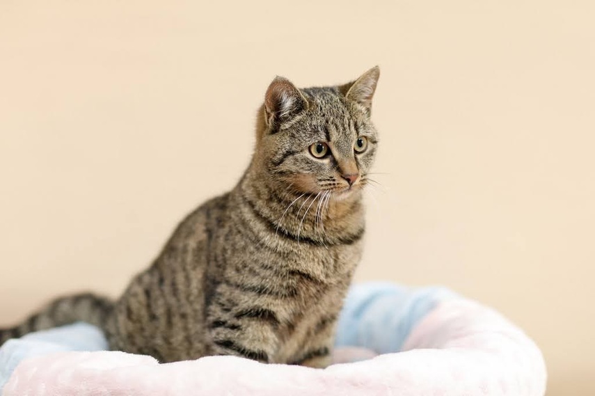 Elbląg Galeria pod psem i kotem - odcinek 132