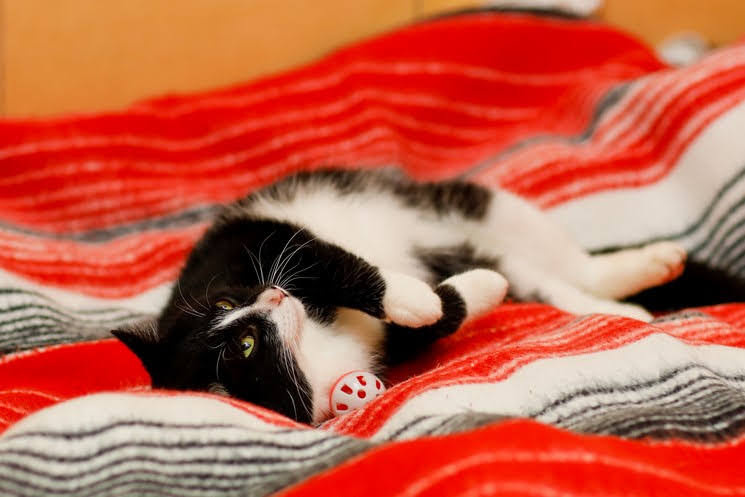 Elbląg Galeria pod psem i kotem - odcinek 134