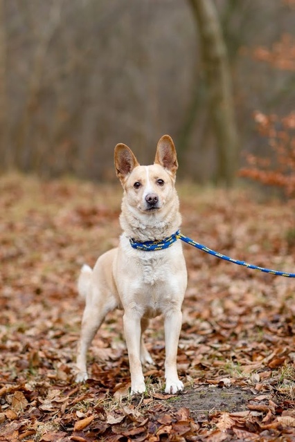 Galeria pod psem i kotem - odcinek 136 zdjęcie nr 234986