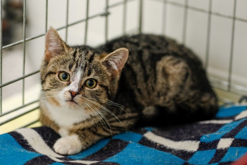 Elbląg Galeria pod psem i kotem - odcinek 136