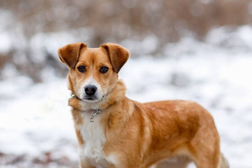 Elbląg Galeria pod psem i kotem - odcinek 137