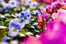 Nasz konkurs: Wiosna nadchodzi, wygraj bratki!