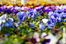 Nasz konkurs: Wiosna nadchodzi, wygraj bratki!