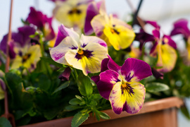 Nasz konkurs: Wiosna nadchodzi, wygraj bratki!