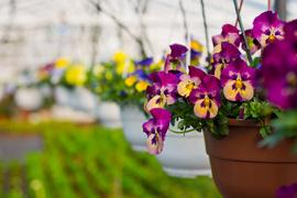 Nasz konkurs: Wiosna nadchodzi, wygraj bratki!