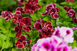 Na wiosnę kwiaty odmienią twój dom i ogród