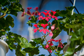 Na wiosnę kwiaty odmienią twój dom i ogród