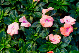 Na wiosnę kwiaty odmienią twój dom i ogród