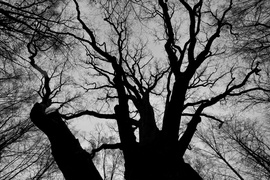 Las zmiennym jest (Do lasu z portElem, odc. 1)