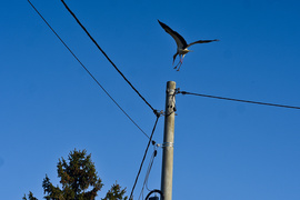 Pożar budynku gospodarczego, z ogniem walczyło blisko 30 strażaków