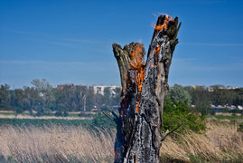 Pożar trzcinowiska, ogień strawił około 3 hektarów terenu