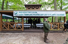 \"Tysiąc drzew na minutę\"