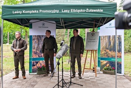 \"Tysiąc drzew na minutę\"