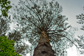 Naśladując przyrodę (Do lasu z portElem, odc. 2)