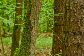 Naśladując przyrodę (Do lasu z portElem, odc. 2)