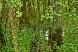 Naśladując przyrodę (Do lasu z portElem, odc. 2)