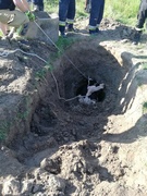 Byk wpadł do studni. Uratowali go strażacy