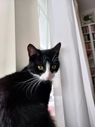 Galeria pod psem i kotem (odc. 160)