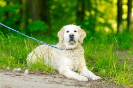 Galeria pod psem i kotem (odc. 160)