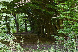 Korzystne nicnierobienie (Do lasu z portElem, odc. 3)