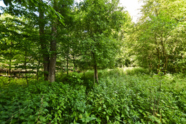 Korzystne nicnierobienie (Do lasu z portElem, odc. 3)