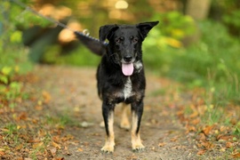 Galeria pod psem i kotem (odc. 161)