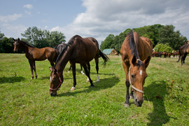 Z Rzecznej do Tokio na igrzyska olimpijskie 