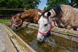 Z Rzecznej do Tokio na igrzyska olimpijskie 