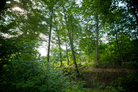 Czytelnicy: \"Co się dzieje z tym lasem?\"