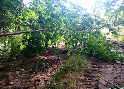 Czytelnicy: \"Co się dzieje z tym lasem?\"