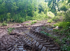 Czytelnicy: \"Co się dzieje z tym lasem?\"