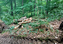 Czytelnicy: \"Co się dzieje z tym lasem?\"