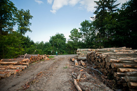 Czytelnicy: \"Co się dzieje z tym lasem?\"