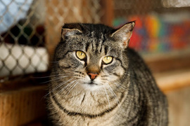 Galeria pod psem i kotem  (odc. 163) 