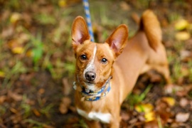 Galeria pod psem i kotem  (odc. 169) 